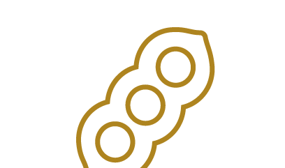 maíz