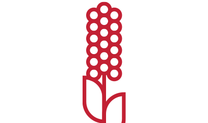 sorgo
