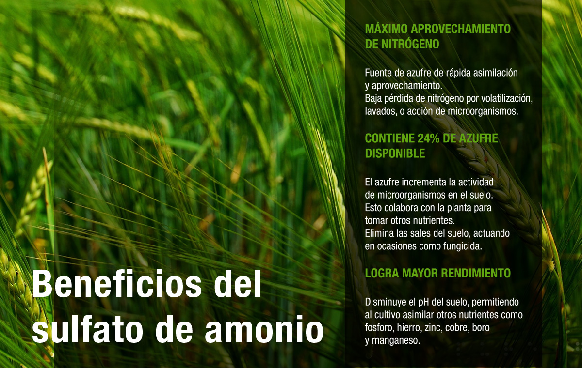 Fertilización foliar