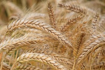En trigo, la fertilización foliar hace la diferencia