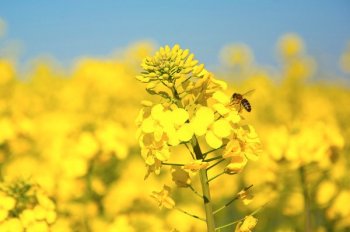 LA COLZA GANA TERRENO: DIVERSIFICACIÓN CON INNOVACIÓN GENÉTICA