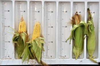 RESISTENCIA DE INSECTOS A CULTIVOS GENÉTICAMENTE MODIFICADOS