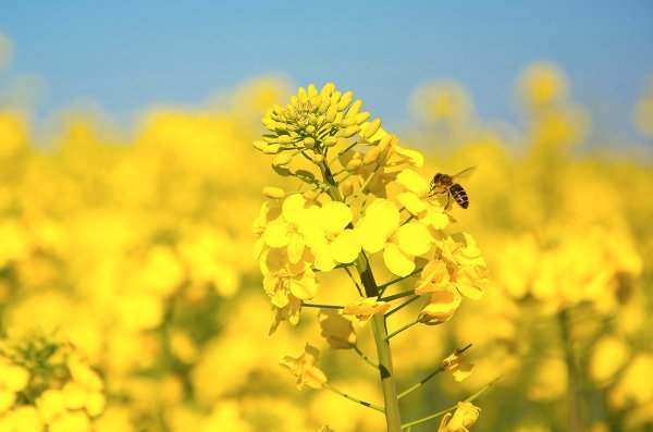 LA COLZA GANA TERRENO: DIVERSIFICACIÓN CON INNOVACIÓN GENÉTICA
